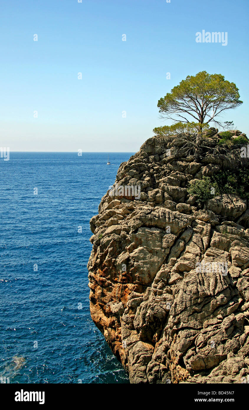 Albero, isola rocciosa, baia di Cala de Sa Calobra, paesaggio protetto area, Maiorca, isole Baleari, Spagna, Europa Foto Stock