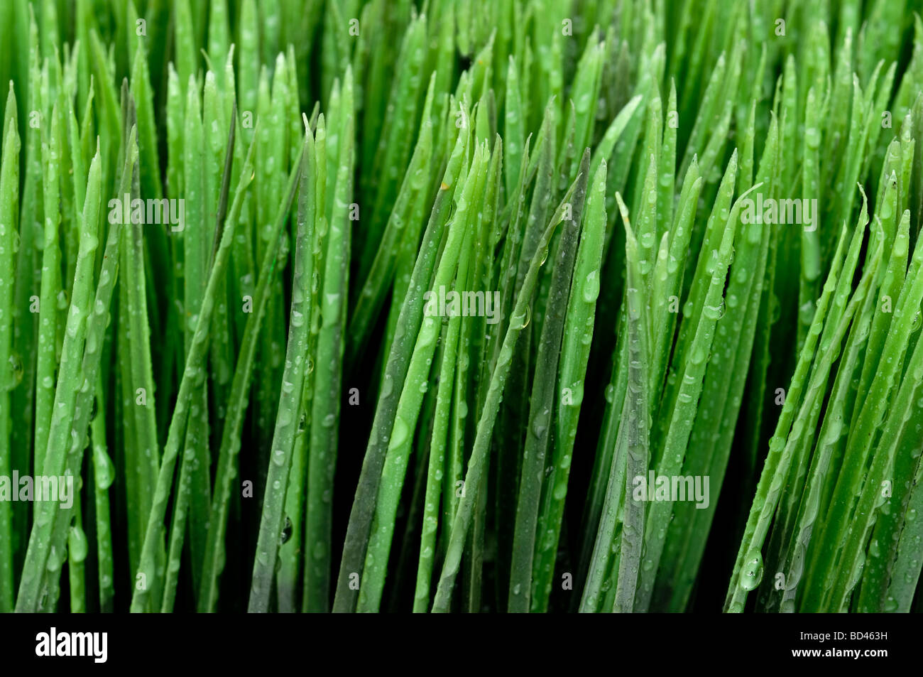 Un piano orizzontale di close up di rugiada sull'erba verde Foto Stock