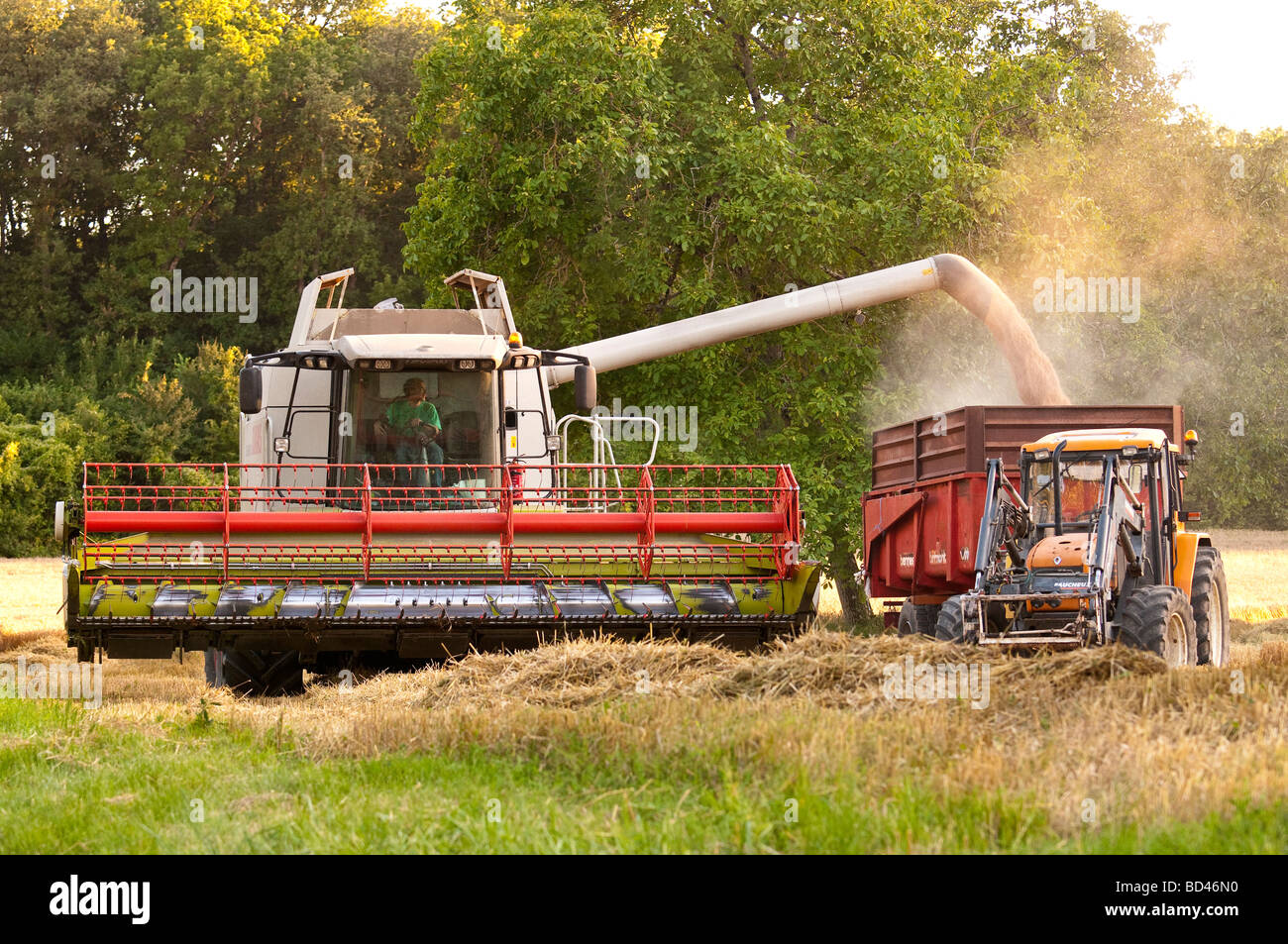 Claas Lexion 540 Mietitrebbia scaricare la granella in trailer - Indre-et-Loire, Francia. Foto Stock