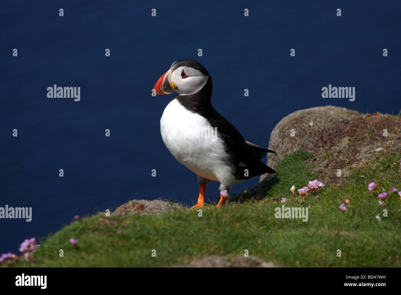 Puffin sul mare a strapiombo sul Fair Isle in Scozia Foto Stock