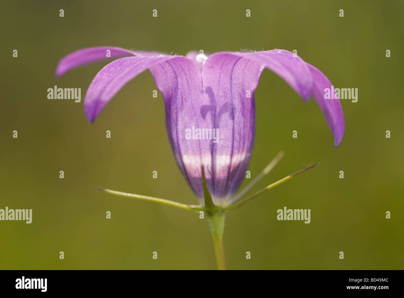 La Campanula (Campanula lusitanica) Foto Stock