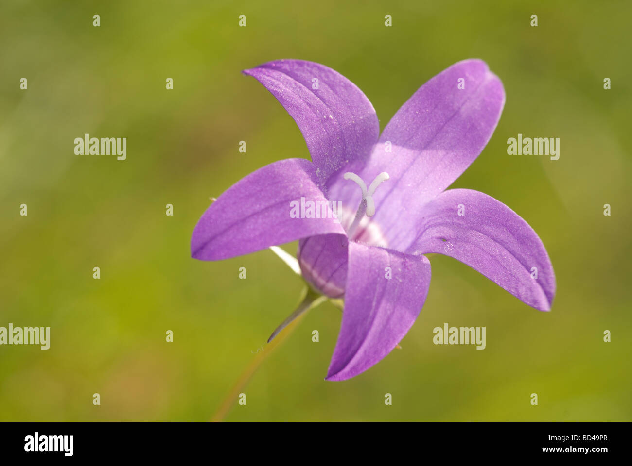 La Campanula (Campanula lusitanica) Foto Stock