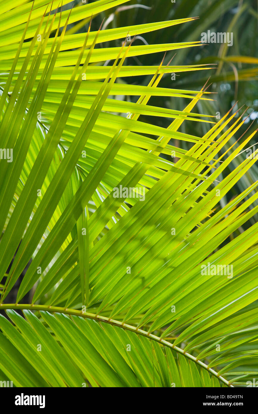 Palm frond closeup ideale per una giungla tema o lo sfondo Foto Stock