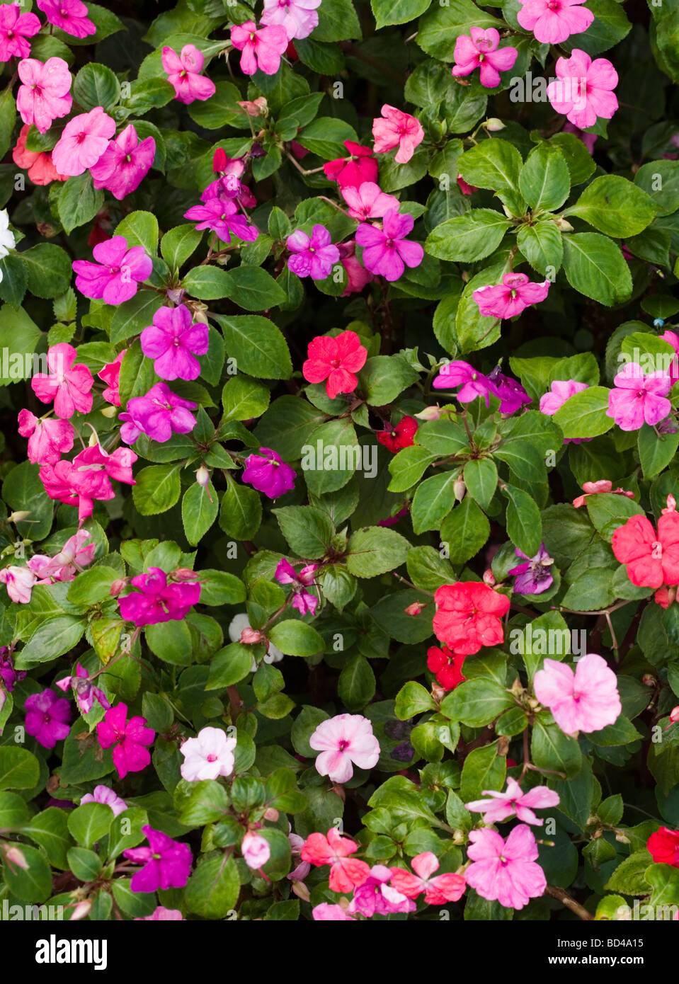 Diversi fiori colorati in un letto giardino Foto Stock