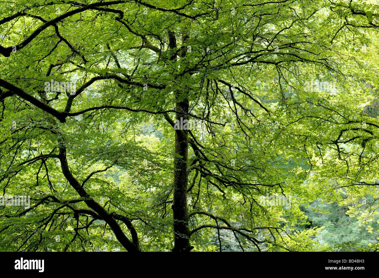 Una tranquilla area boschiva scena Foto Stock