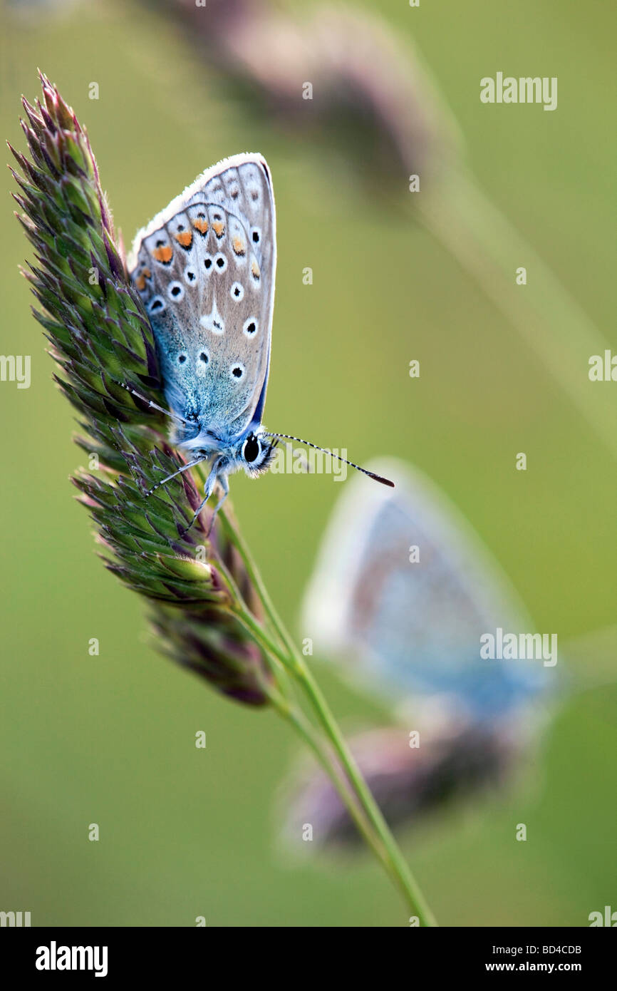 Comune di blue butterfly Polyommatus icarus Foto Stock