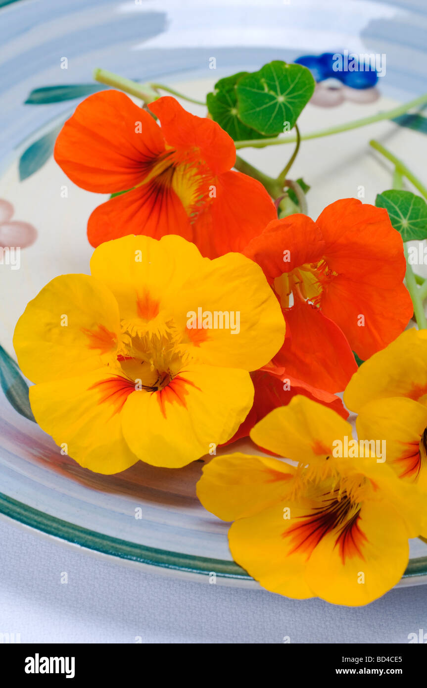 I nasturzi commestibili fiori utilizzati nelle insalate Foto Stock