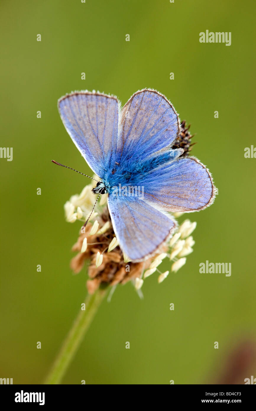 Comune di blue butterfly Polyommatus icarus maschio Foto Stock