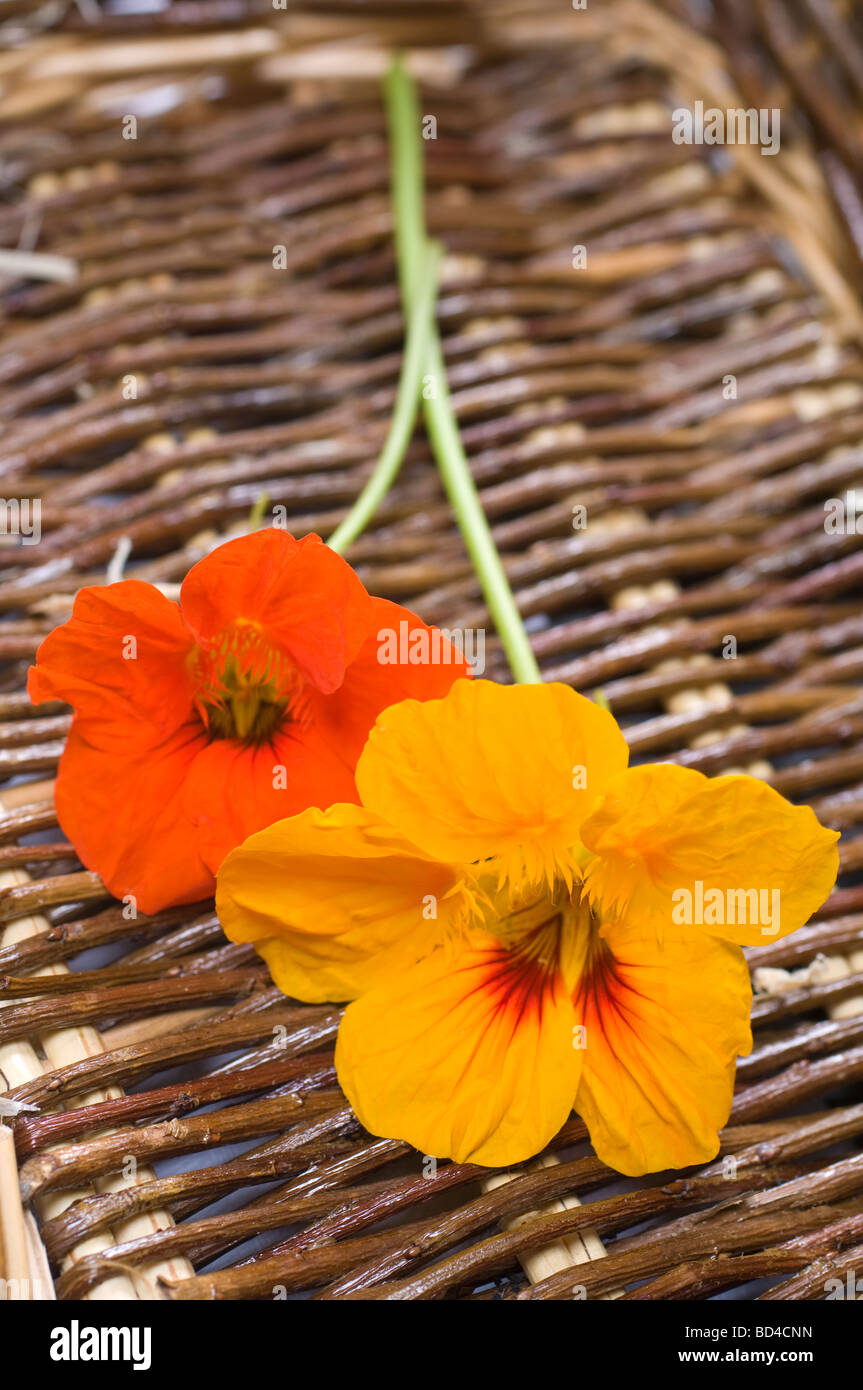 I nasturzi commestibili fiori utilizzati nelle insalate Foto Stock