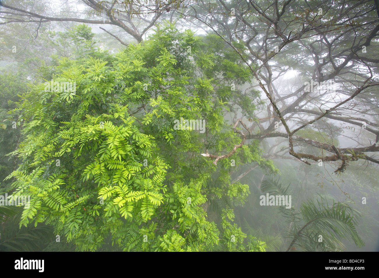 Baldacchino della foresta pluviale nella nebbia nel parco nazionale di Soberania, vicino Gamboa, Repubblica di Panama. Foto Stock