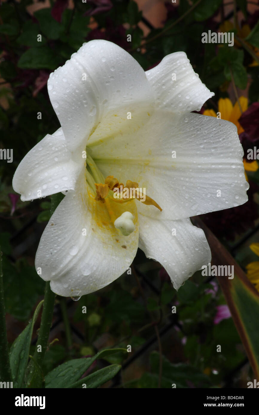 Bianco (Madonna) Lily dopo la pioggia Foto Stock