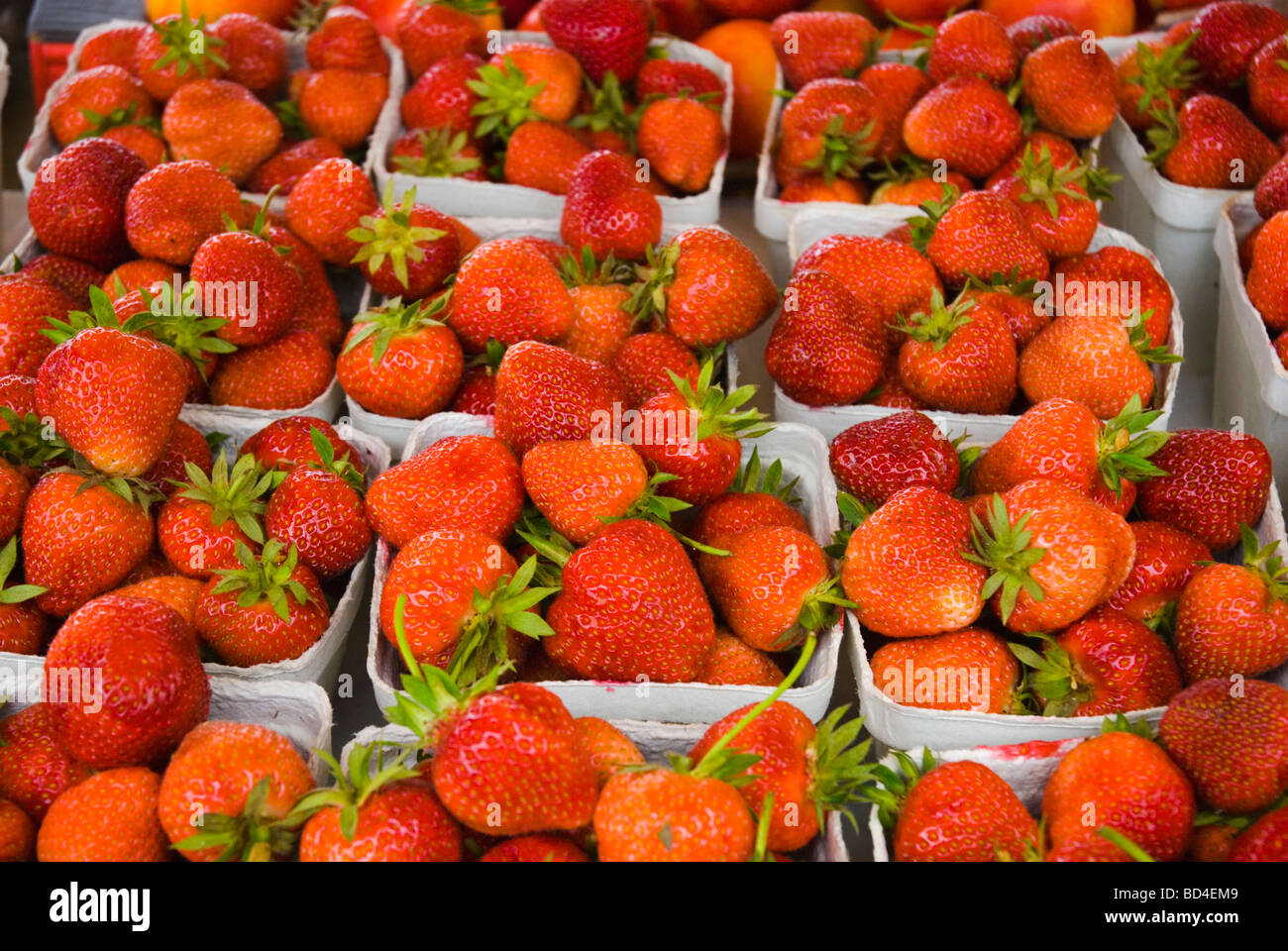 Fragole svedese per la vendita a Kungstorget Square nel centro di Gothenburg in Svezia in Europa Foto Stock