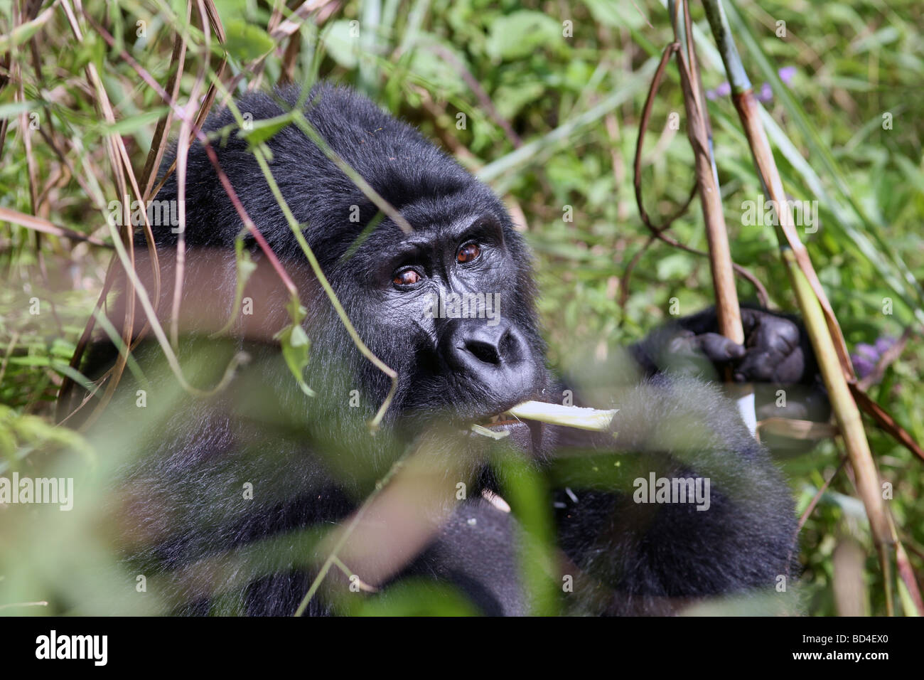 Un gorilla di montagna del Gruppo Nkuringo nel Parco nazionale impenetrabile di Bwindi in Uganda Foto Stock