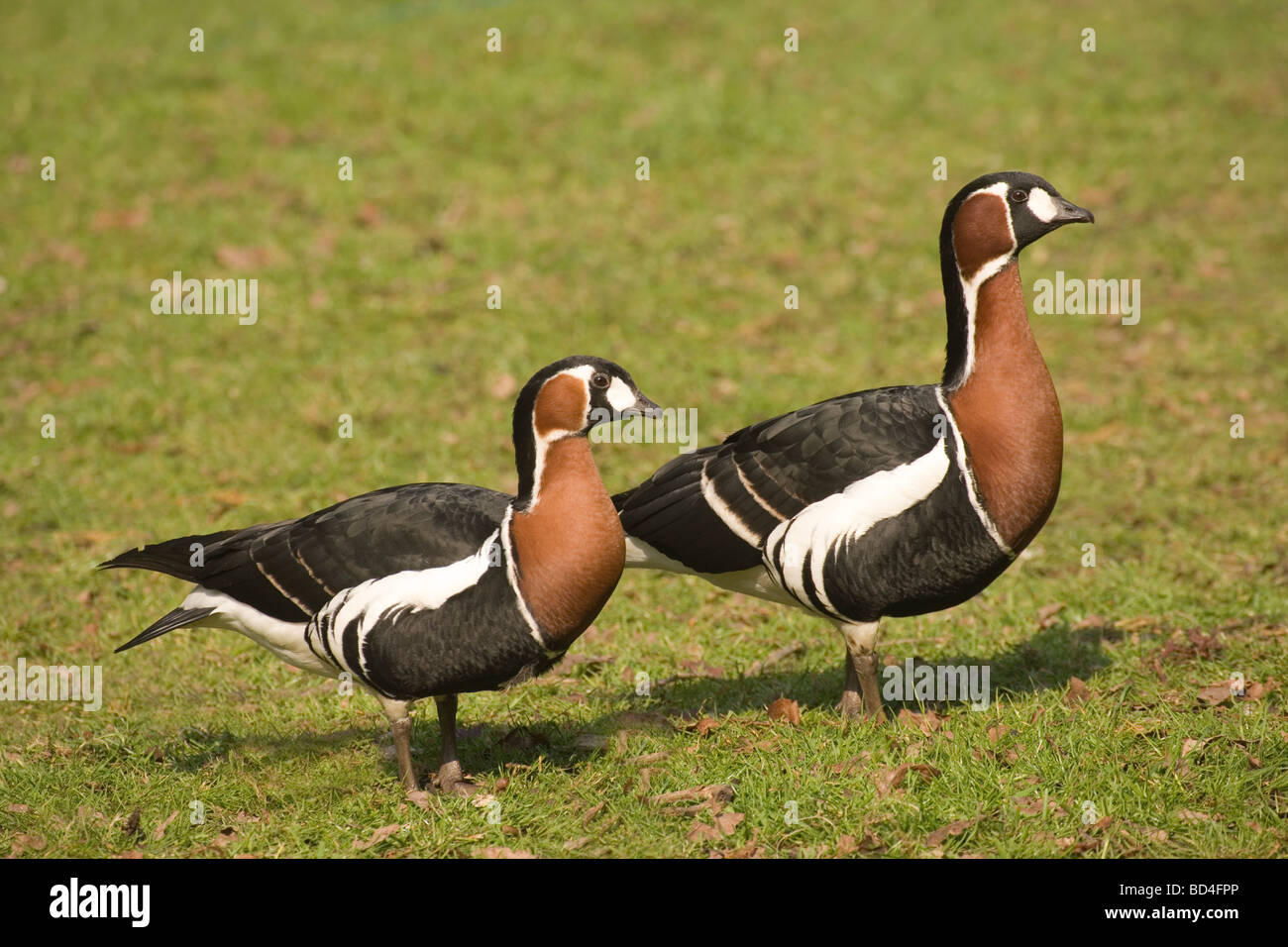 Petto rosso di oche (Branta ruficollis) Coppia gander destra Foto Stock
