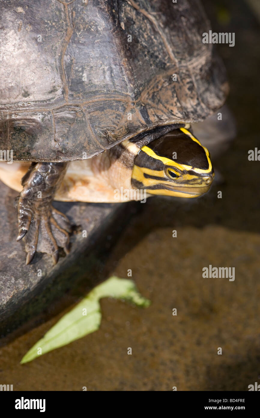 Casella di Amboina tartaruga (Cuora amboinensis). Distintivo, che consente l'identificazione, testa gialla marcature. Ampia distribuzione in Asia Foto Stock