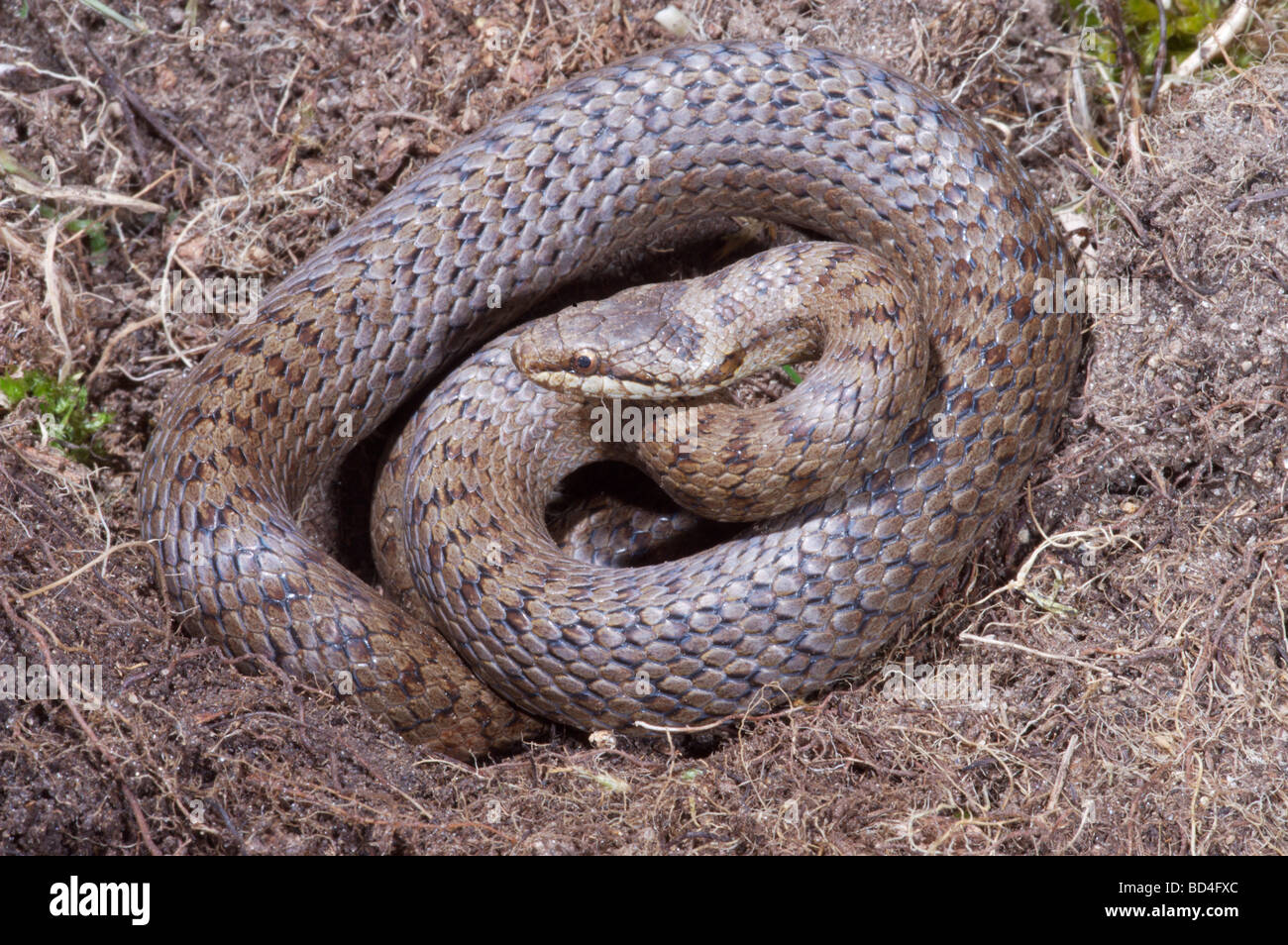 Colubro liscio (Coronella austriaca). Più rara di tre specie di serpente noto per essere nelle isole Britanniche. Per Restricted​ heathlands nelle contee del sud. Foto Stock