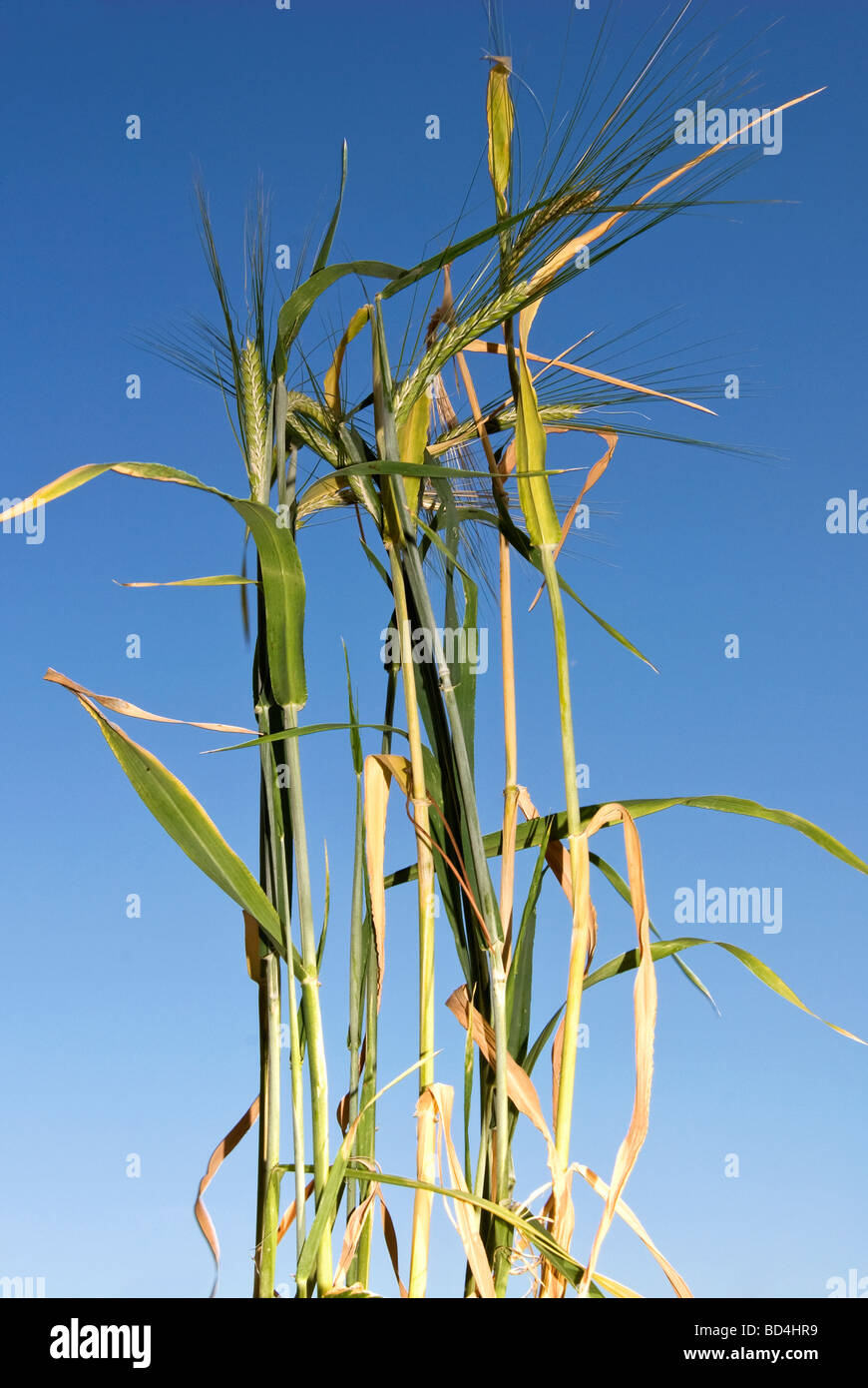 Orzo hordeum vulgare Foto Stock