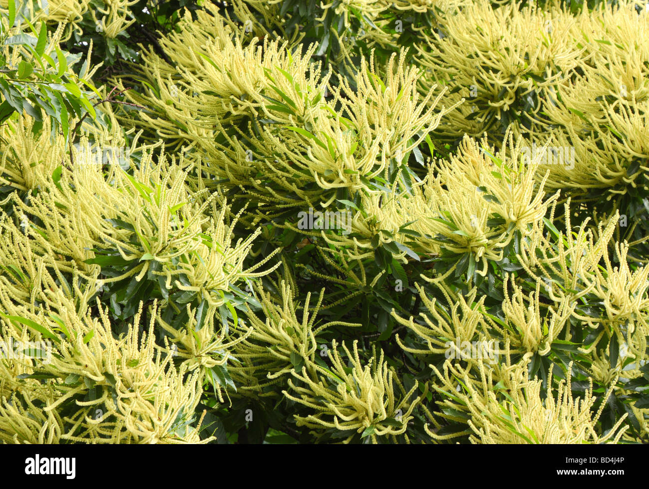 Albero di castagno blossom Castanea sativa Foto Stock