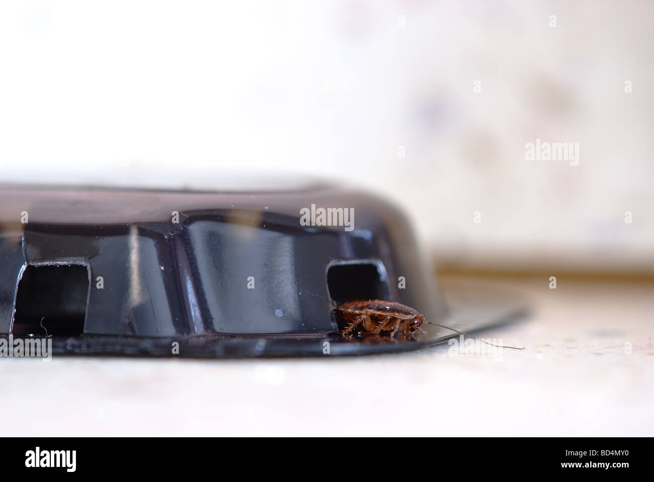 Scarafaggio (Blattella germanica) striscia fuori dalla trappola avvelenata sul tavolo da cucina Foto Stock