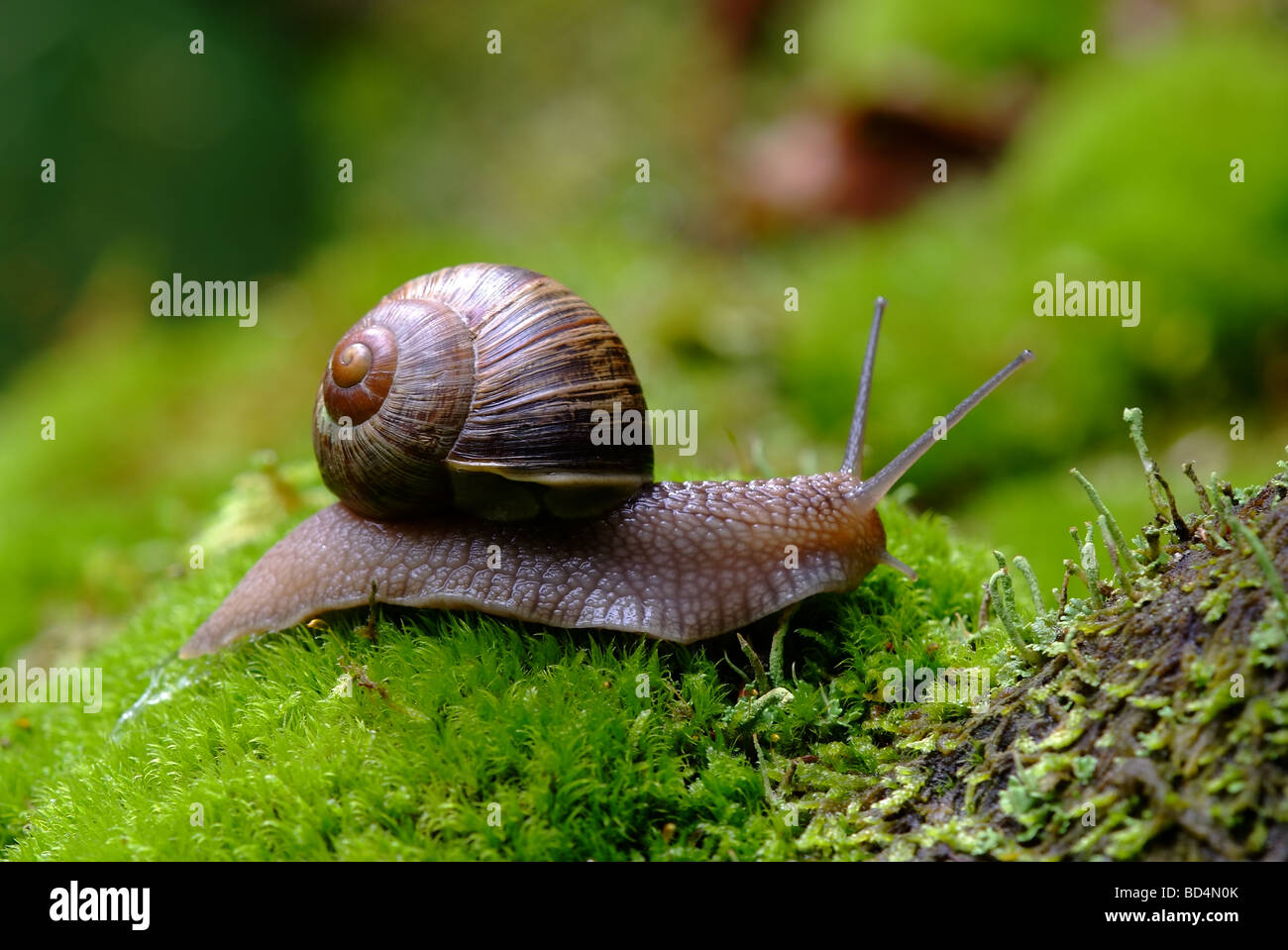 (Helix pomatia) commestibili macro di lumaca Foto Stock