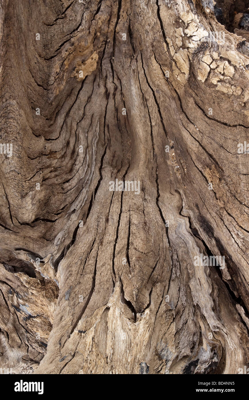 Close up di un ceppo di albero che è stato alterato in riva al mare Foto Stock Close up di un ceppo di albero che è stato alterato in riva al mare Foto Stock