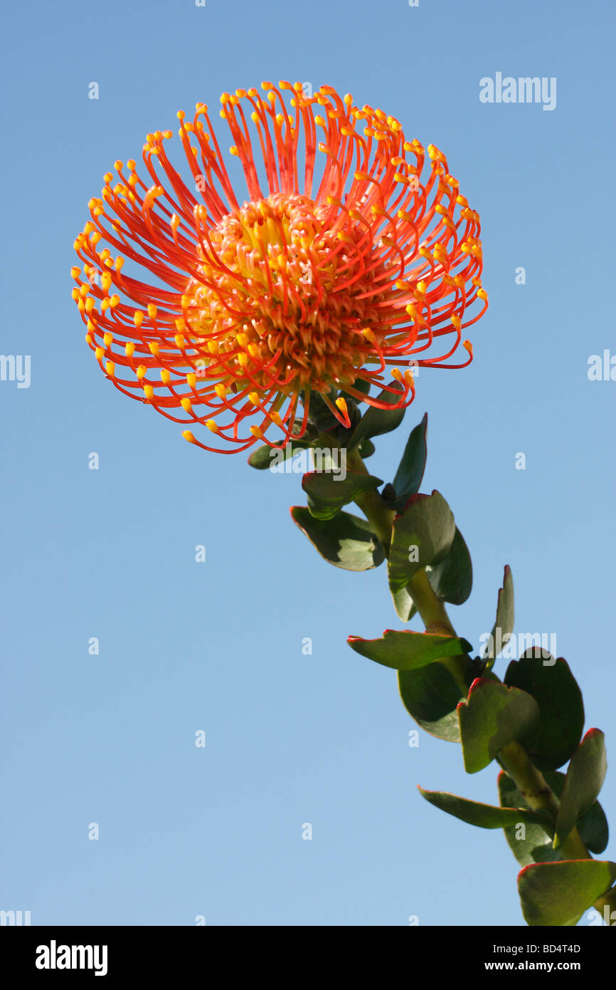 Fiore d'arancio Leucospermum cordifolium Pincushion Protea pistils testa fiori artistici carta da parati carta da parati cielo blu primo piano hi-res Foto Stock