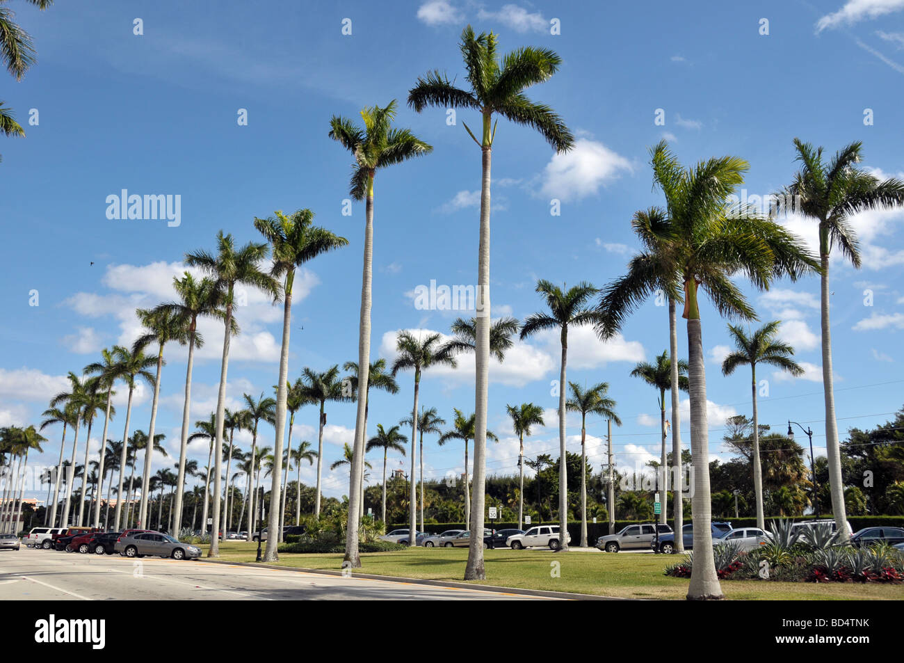 Royal Palms linea downtown Delray Beach Boulevard. Foto Stock