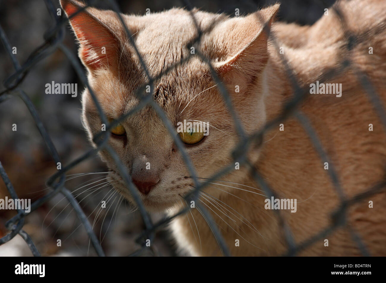 Un gatto marrone che guarda dietro la recinzione mostra immagini foto di fronte in vendita su alamy orizzontale negli USA US ad alta risoluzione Foto Stock