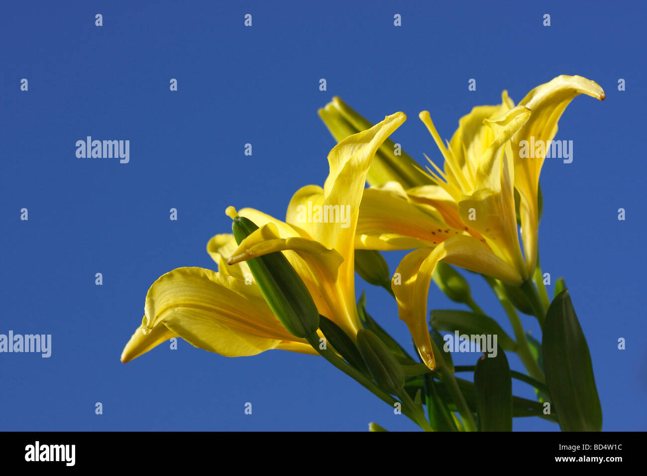 Lilium giglio fiori gialli foto artistica floreale su sfondo cielo blu foto per sfondi mobile primo piano vista frontale nessuno ad alta risoluzione Foto Stock