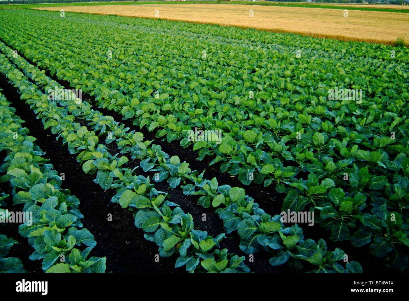 Righe di cavoli in un campo Foto Stock