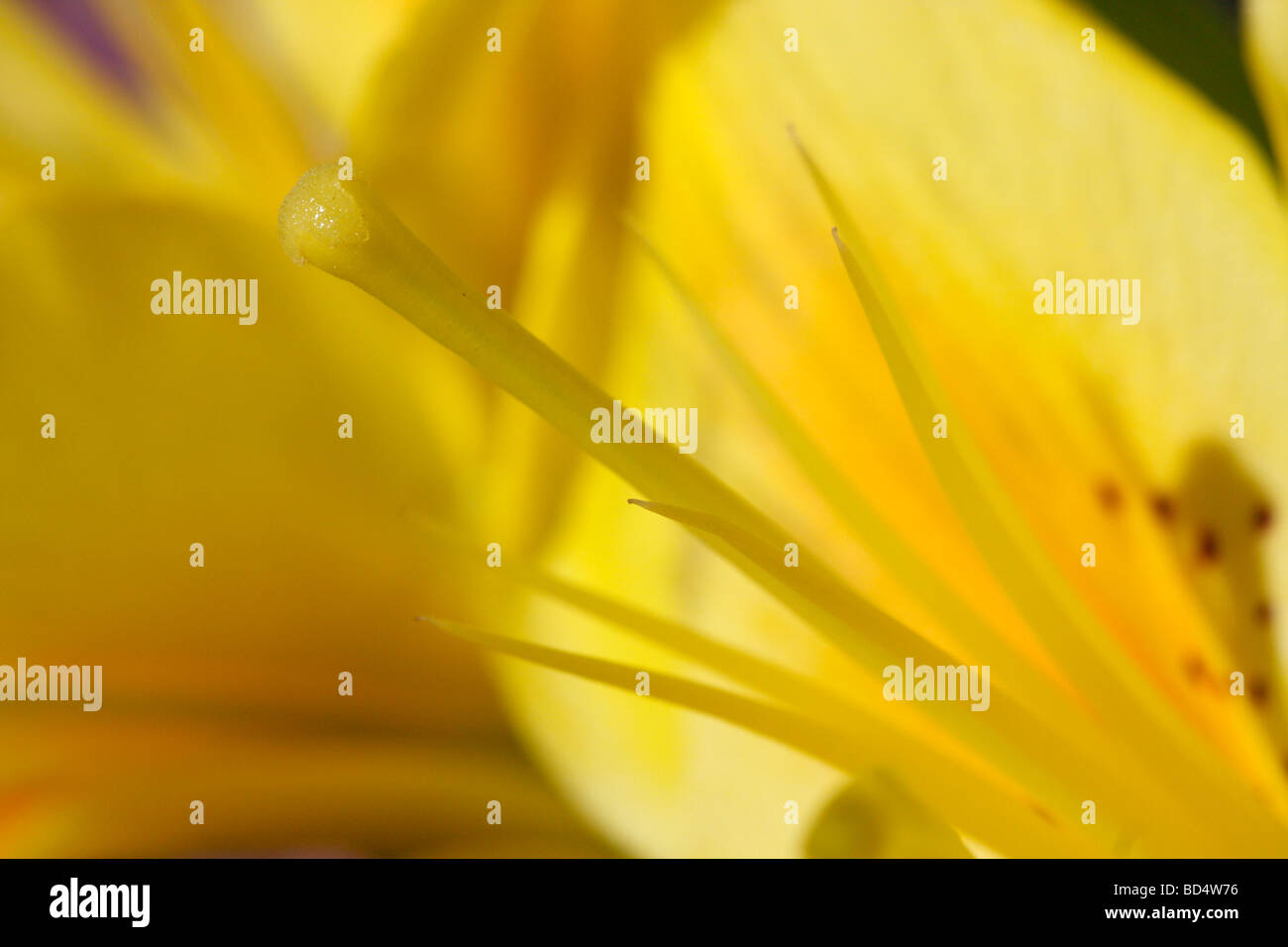Giglio asiatico giallo Lilium primo piano di un fiore immagini foto fotografia orizzontale negli USA US ad alta risoluzione Foto Stock