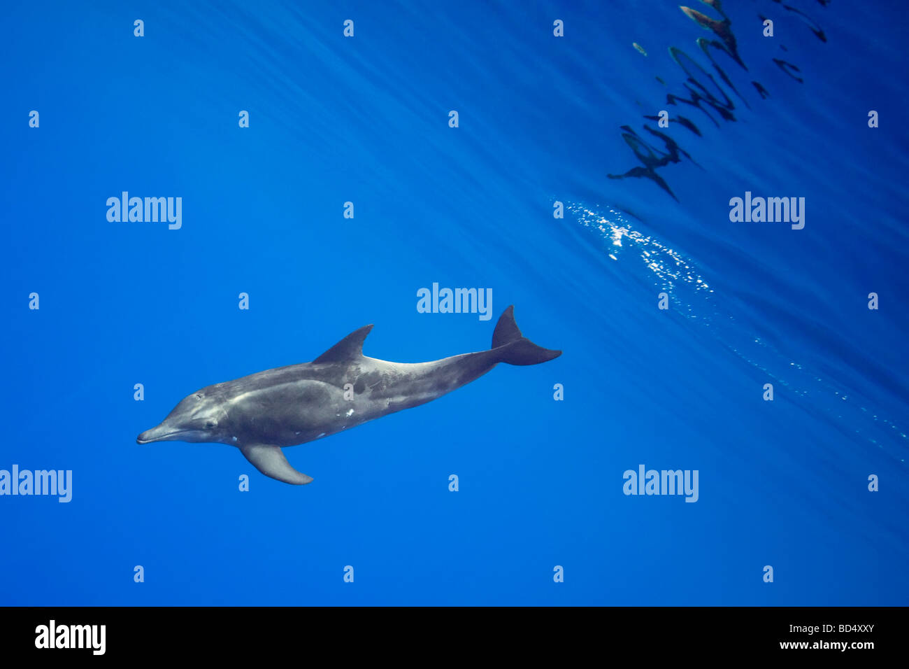 Ruvida delfino dentata Steno bredanensis costa di Kona Big Island delle Hawaii Oceano Pacifico Foto Stock