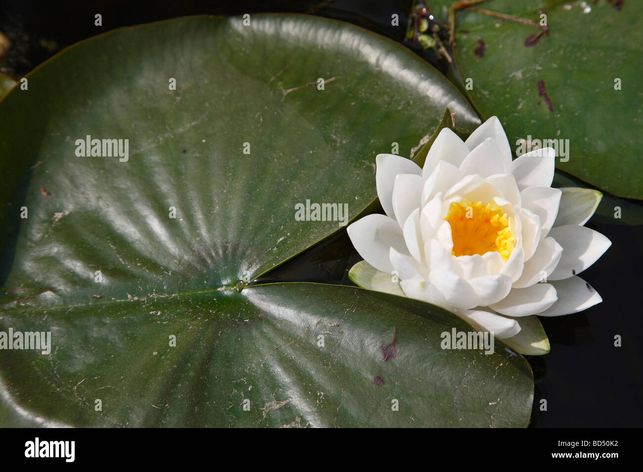 Fiore e foglie di ninfeo americano White Lily pianta nello stagno nessuno dall'alto primo piano della natura selvaggia in fiore sull'acqua design unico ad alta risoluzione Foto Stock