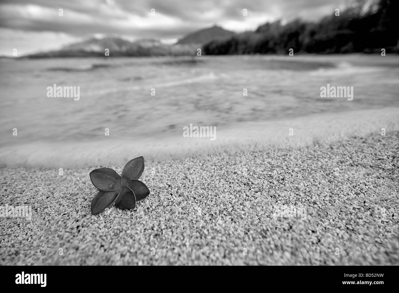 Red plumeria o frangipani sulla spiaggia Kauai Hawaii Foto Stock
