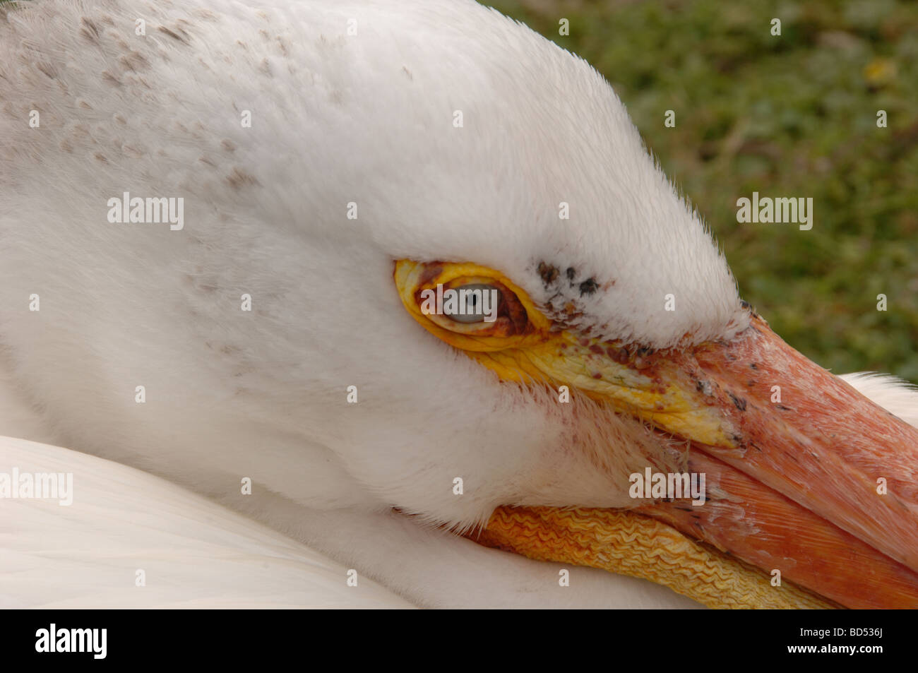 In prossimità di uno dei pellicani che vivono in Hyde Park Londra REGNO UNITO Foto Stock