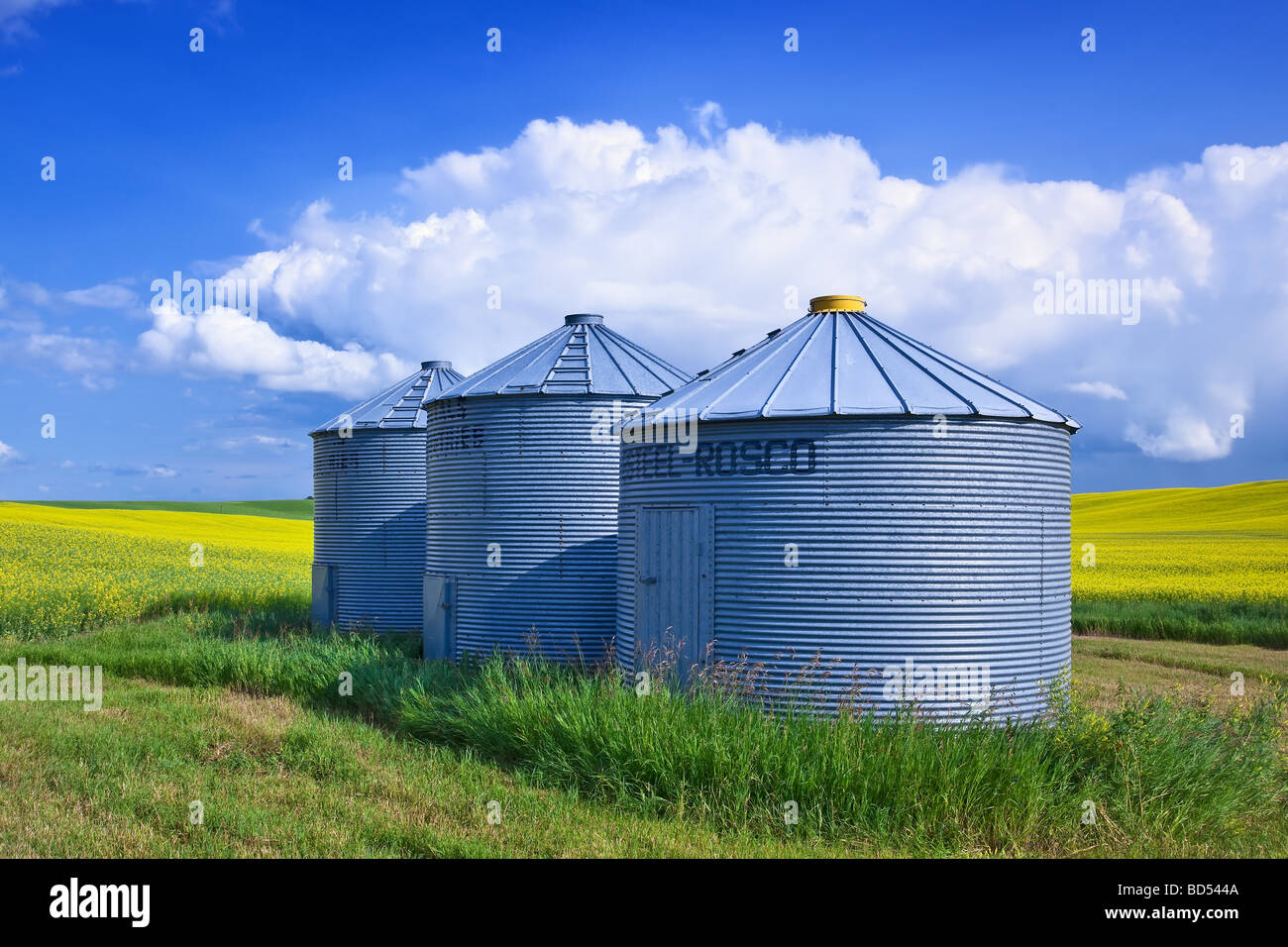 Cereali Silos (Bidoni) con campo Canola in background, Canadian Prairie, Pembina Valley, Manitoba, Canada. Foto Stock