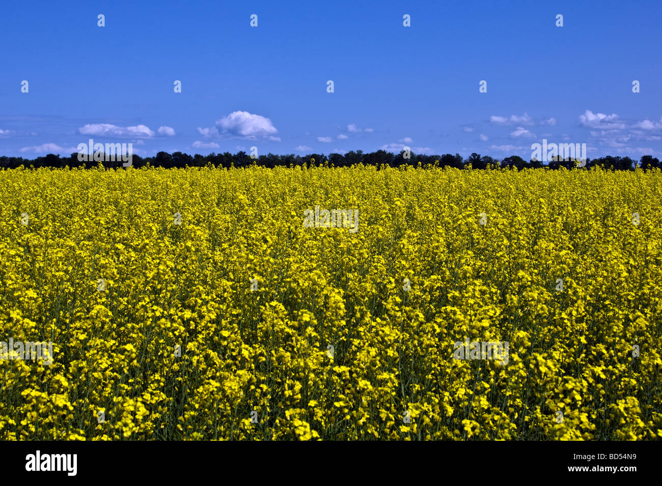 La Canola Field in fiore, Manitoba, Canada Foto Stock
