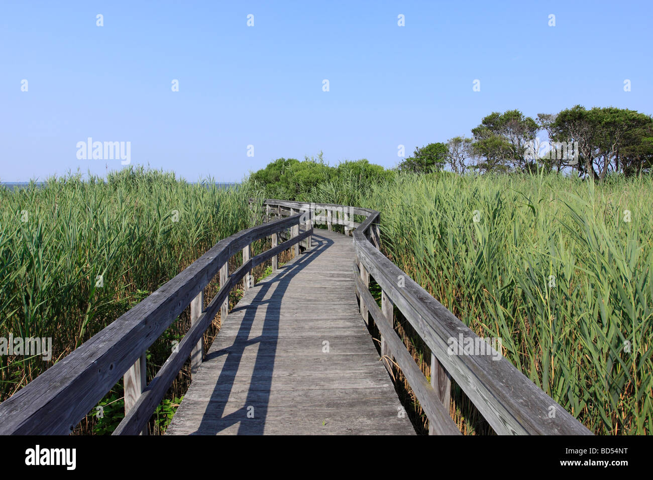 Sentiero escursionistico, Sunken Forest, Fire Island National Seashore, Long Island NY Foto Stock