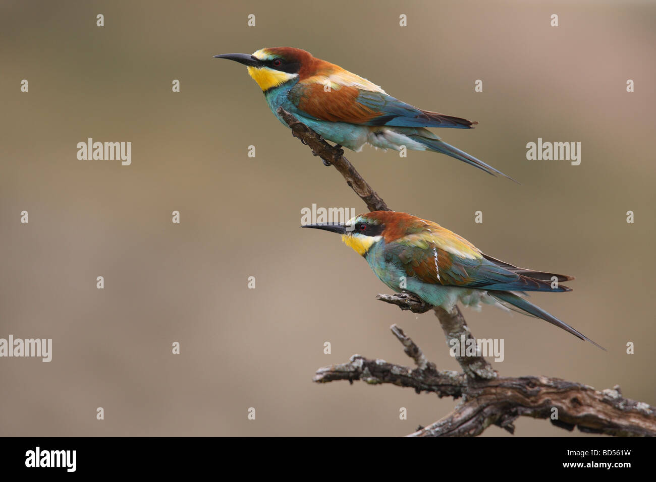 Unione Gruccione (Merops apiaster). Due individui appollaiato su un ramoscello secco Foto Stock