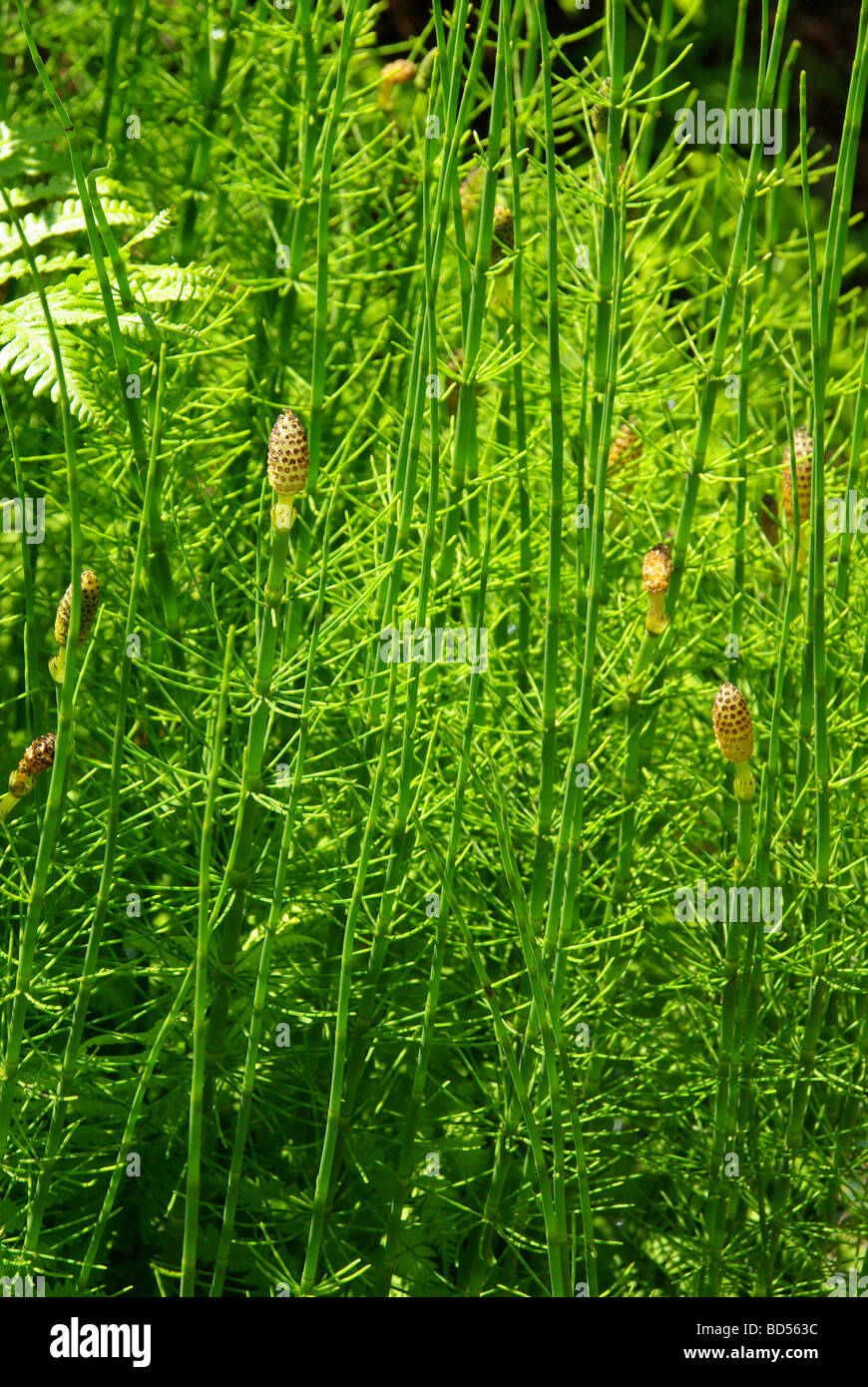 Sumpf Schachtelhalm marsh equiseto 02 Foto Stock
