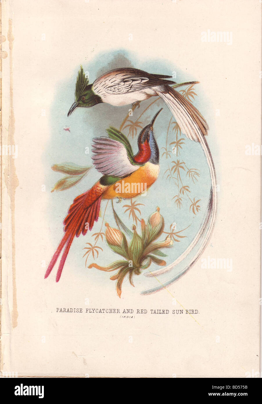 Un verde-headed, long-tailed paradise flycatcher si affaccia per la cattura di insetti volanti e un variopinto redtailed sunbird libra. Foto Stock