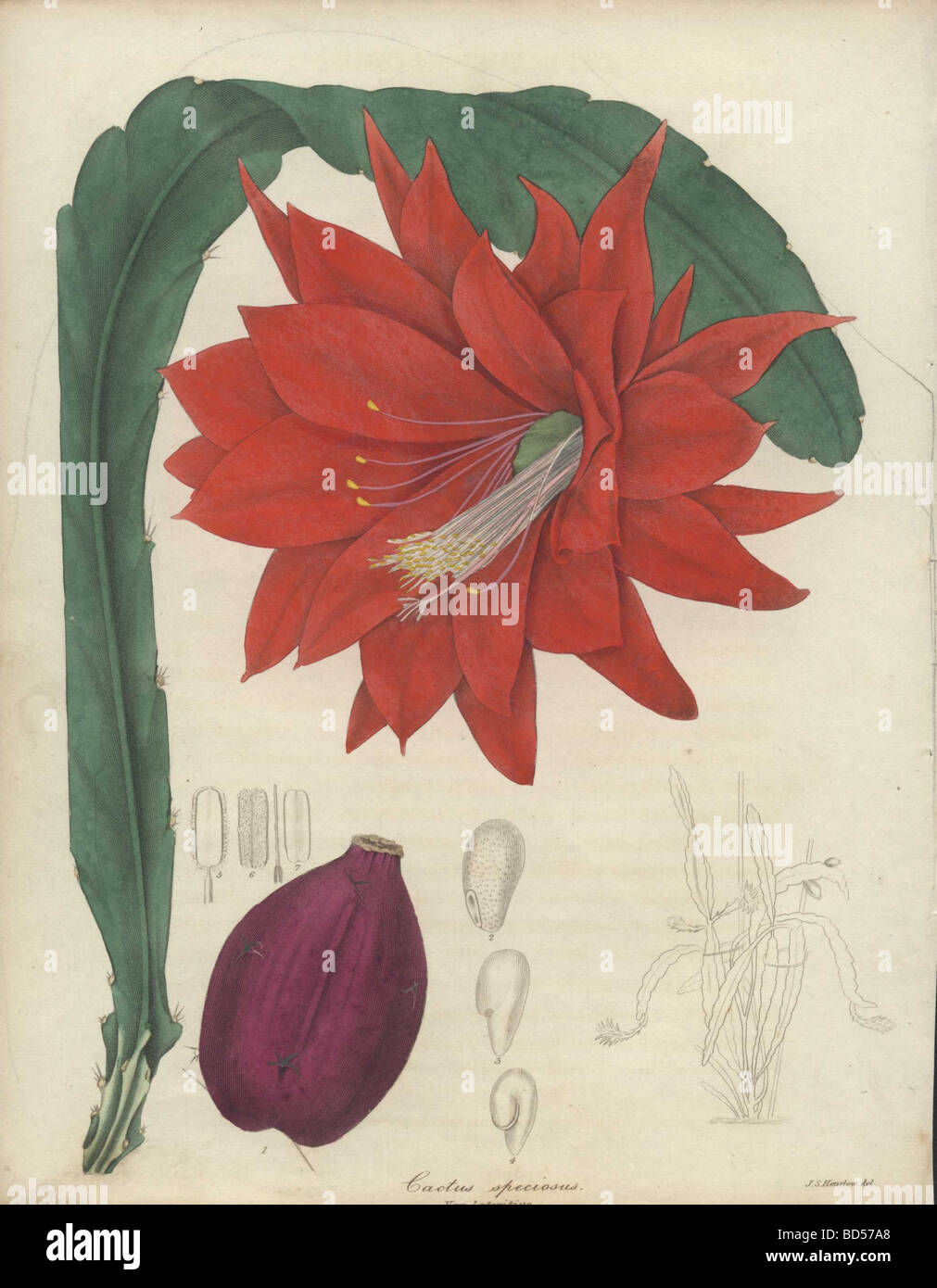 Copperplate fine di colpire grandi cremisi fiore di cactus (Cactus speciosus) e frond da 'il botanico' (1836). Foto Stock