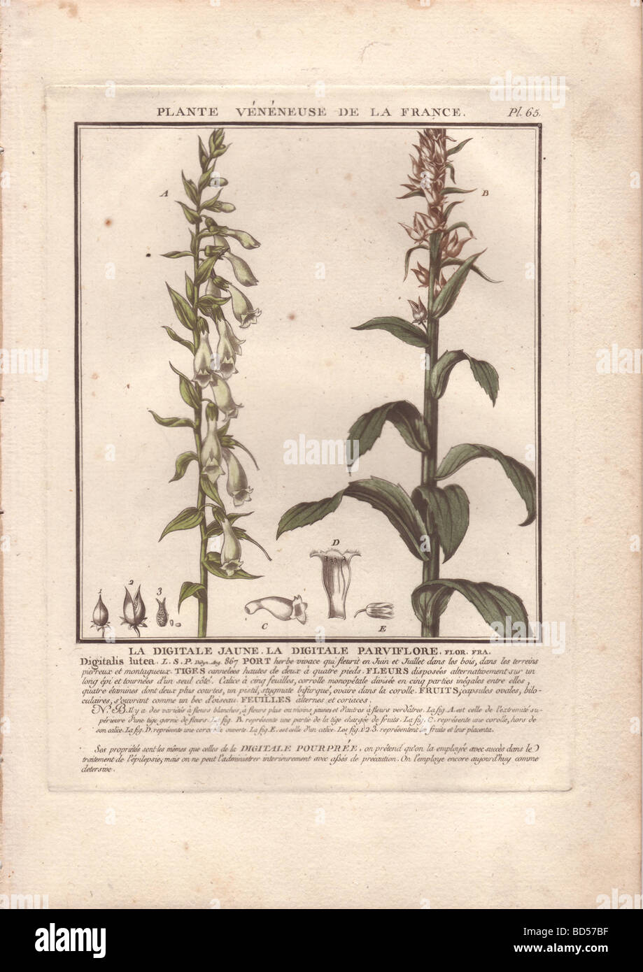 Un unico stelo di giallo paglierino foxglove (Digitalis lutea) mostrati tagliati a metà e con foglie inferiori a destra e fiore levetta sinistra. Foto Stock