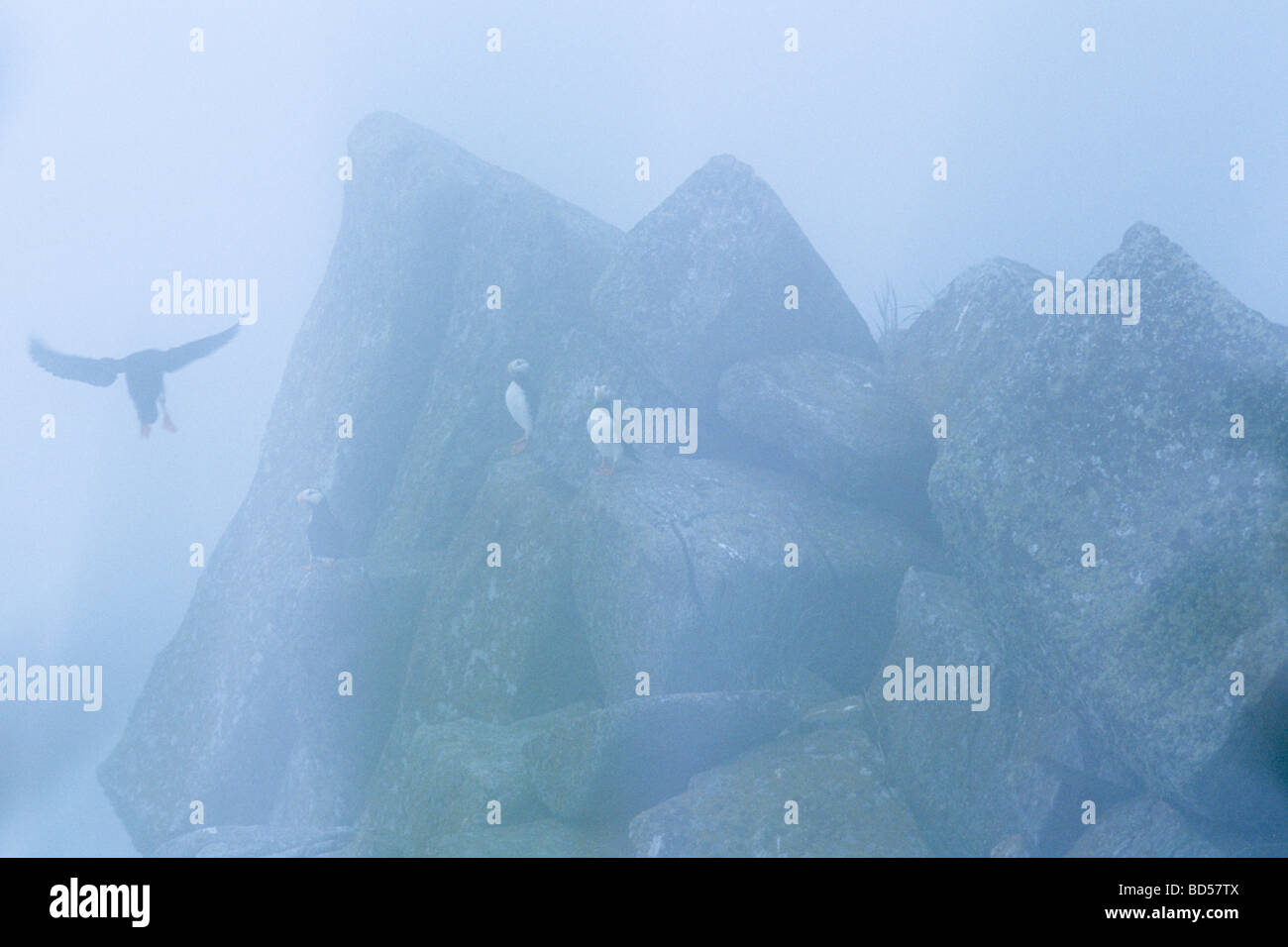 Cornuto Puffin (Fratercula corniculata) sulle scogliere di nebbia, Talan isola nei pressi di Magadan, Mare di Ohotsk, Russia Foto Stock