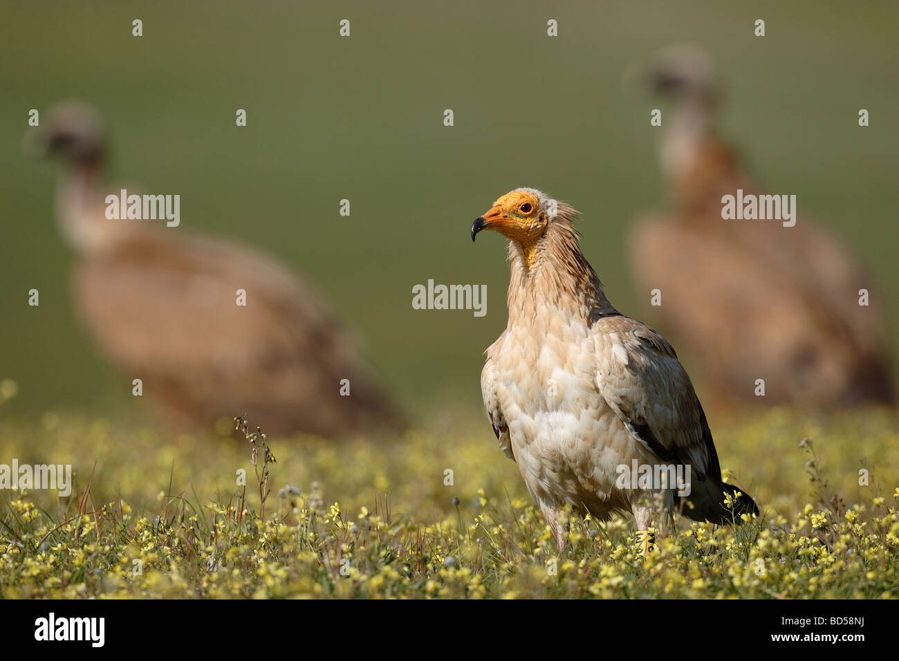 Avvoltoio Capovaccaio (Neophron percnopterus) in piedi sul suolo Foto Stock