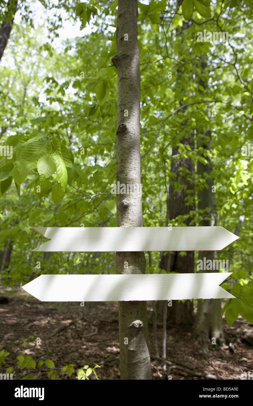 Segni freccia nel bosco Foto Stock