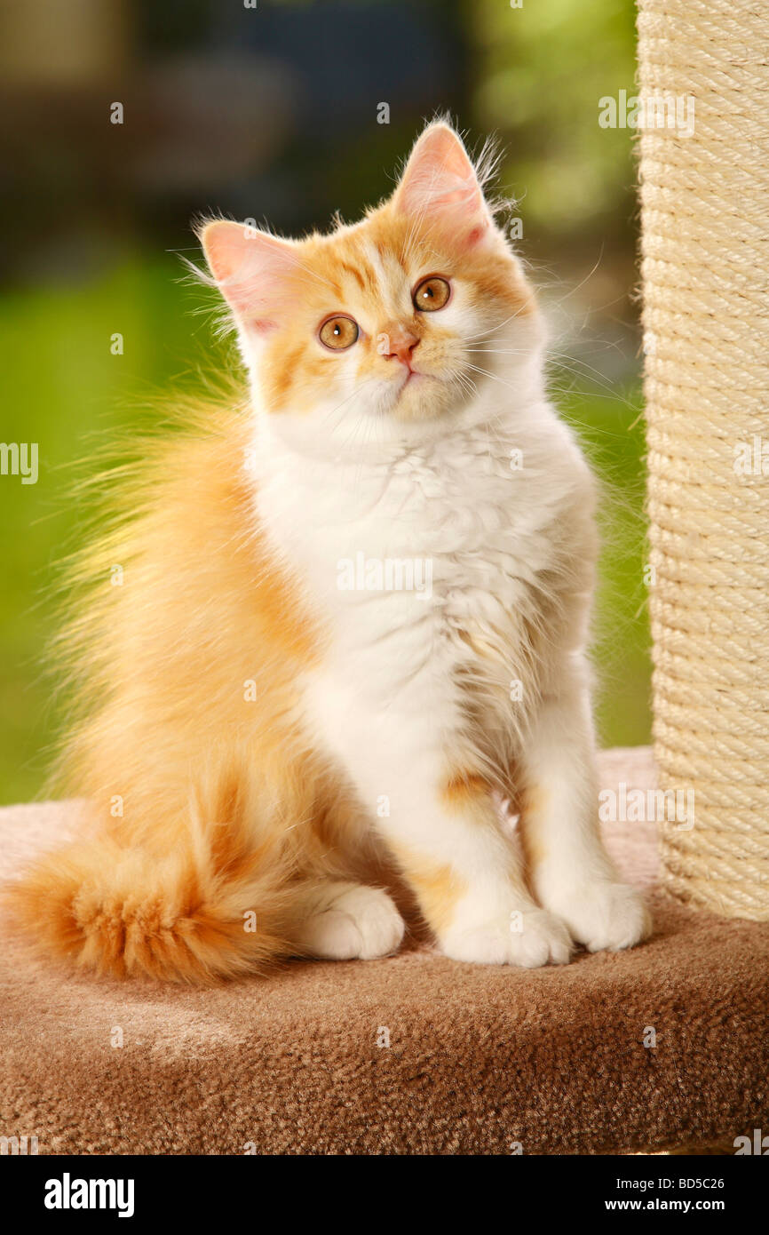 British Longhair Cat gattino Rosso tabby white Highlander Lowlander Britanica Foto Stock