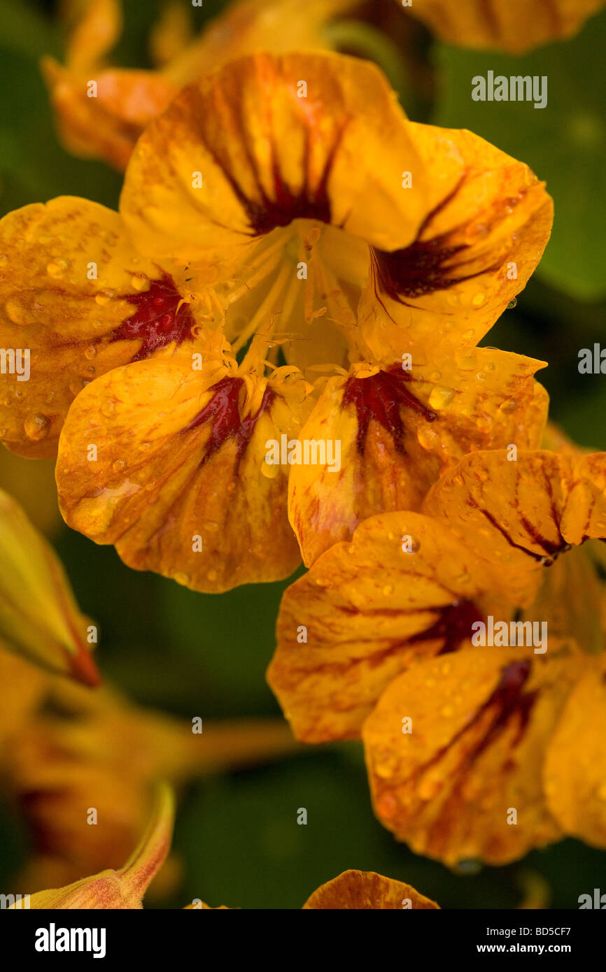 Decorativo nasturtiums il giallo con insoliti contrassegni di colore rosso Foto Stock