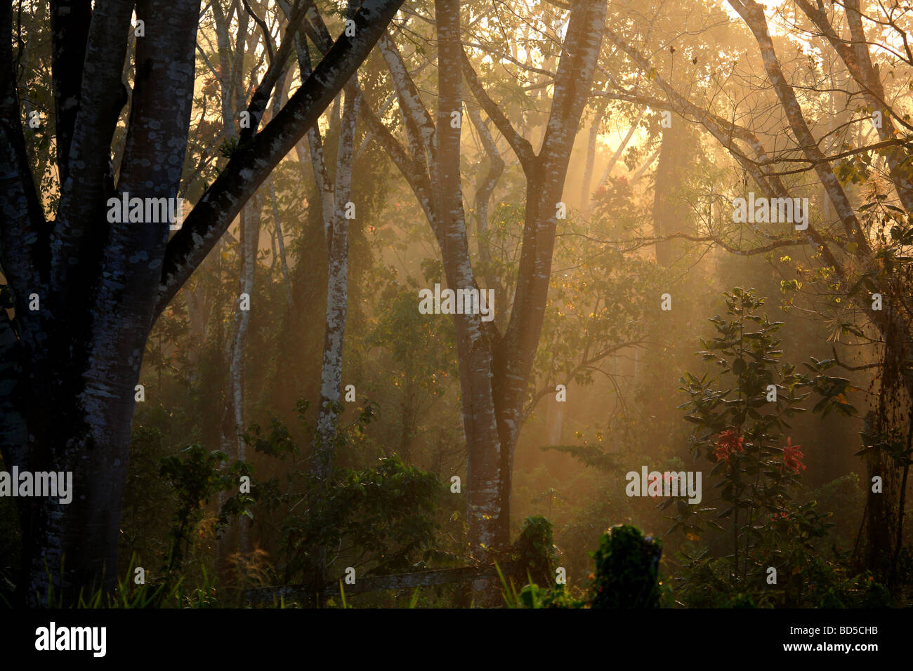 Early Morning mist vicino a Cana la stazione di campo nel Parco Nazionale del Darién, Repubblica di Panama. Foto Stock