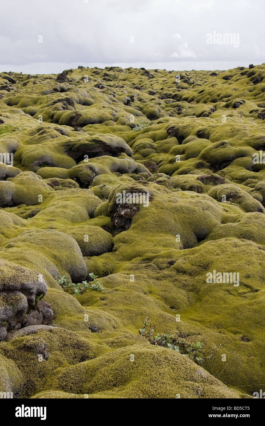 Eldhraun, moss lavafield Islanda Foto Stock